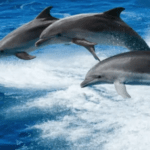 Tour de encontro com Golfinho e Praia de Clearwater