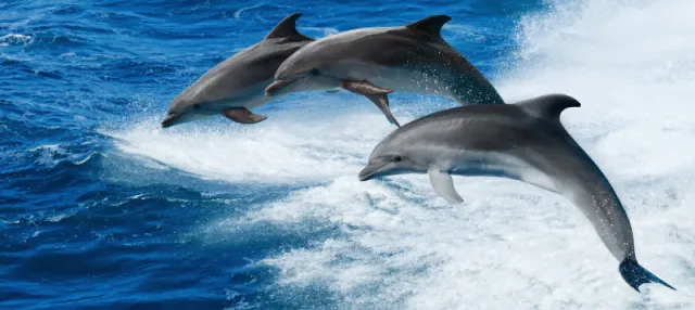 Observação de Golfinhos em Clearwater Beach