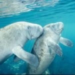 Nadar com peixes-boi no rio Crystal